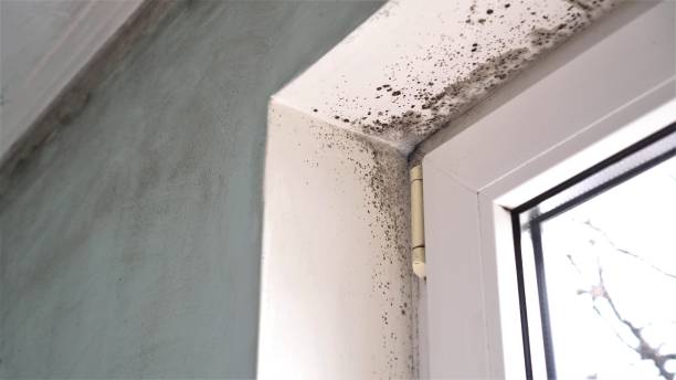 Mold Documentation for Insurance Claims in Benson, UT